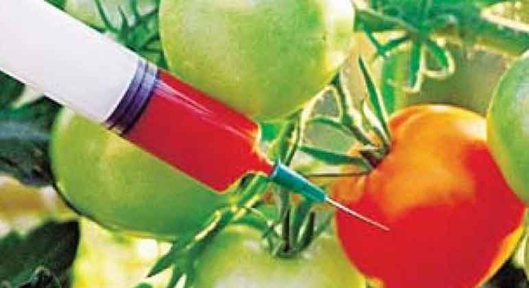 Perspectives On Genetically Modified Crops By Jaiye Senbanjo Part