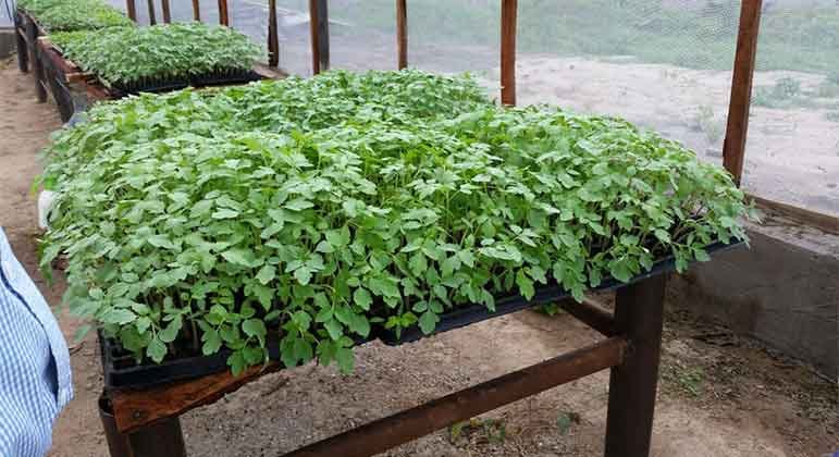 Tomato Nursery Chronicles - NextGenFarms