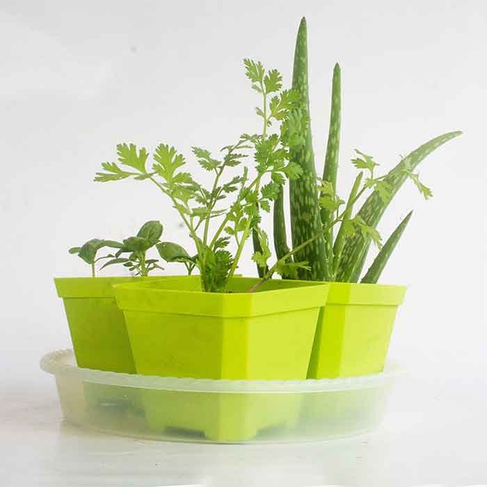 green spider plant Shamrock Spider Plant (Chlorophytum comosum) 2.5 inch Pot - Non-Variegated, Solid Green Spider Plant