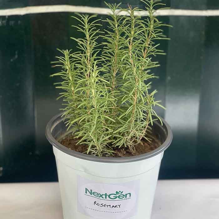 Rosemary.jpg